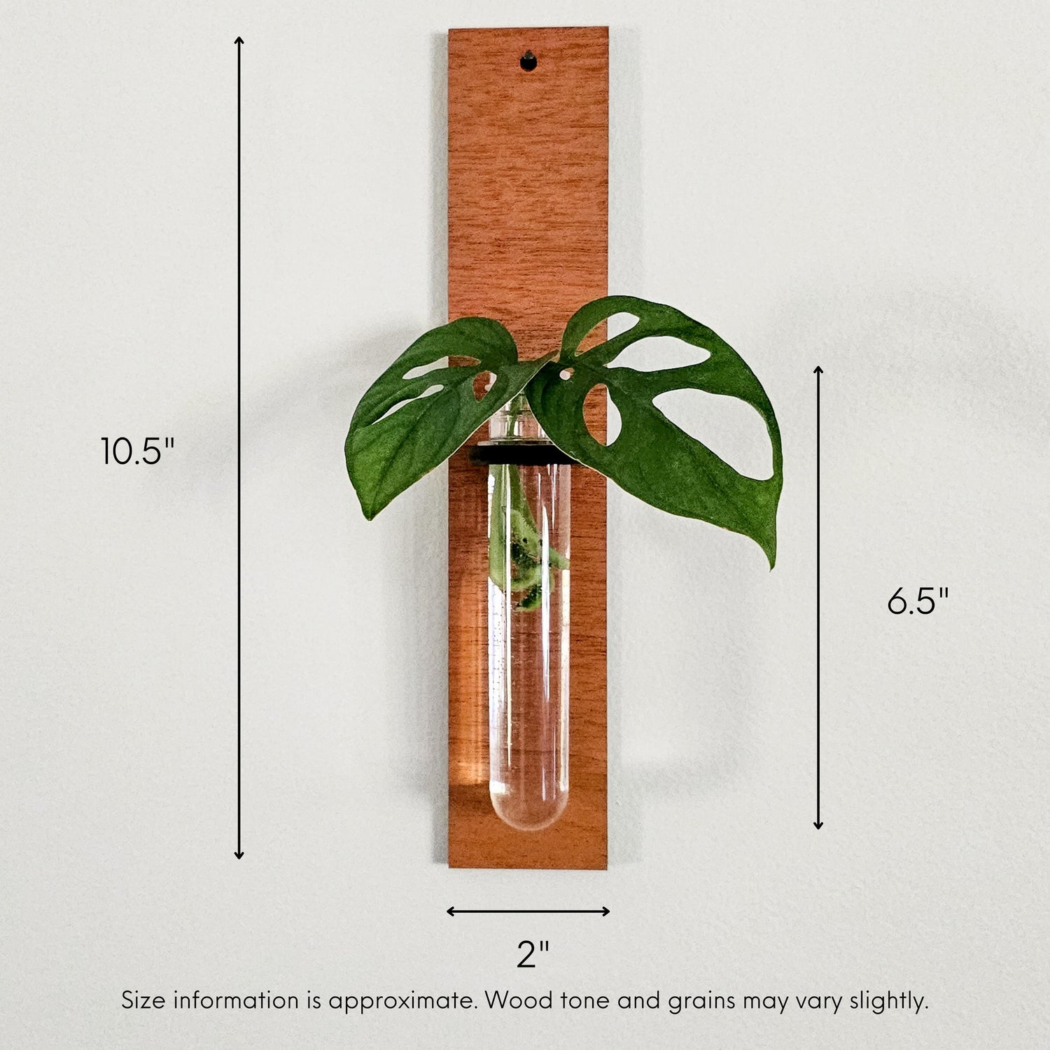 Wall hanging test tube propagation station for growing roots on plant cuttings in water. Small, dark colored wood plant hanger in a long rectangular bar design with monstera adansonii cuttings.