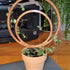 String of hearts plant on a small, wooden double hoop indoor plant trellis in a 2.5 inch clay pot.