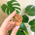 Engraved wooden monstera magnet held in hand with monstera plant in the background.