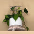 Brasil philodendron plant in a white pot growing on a light wood ladder style indoor plant trellis.