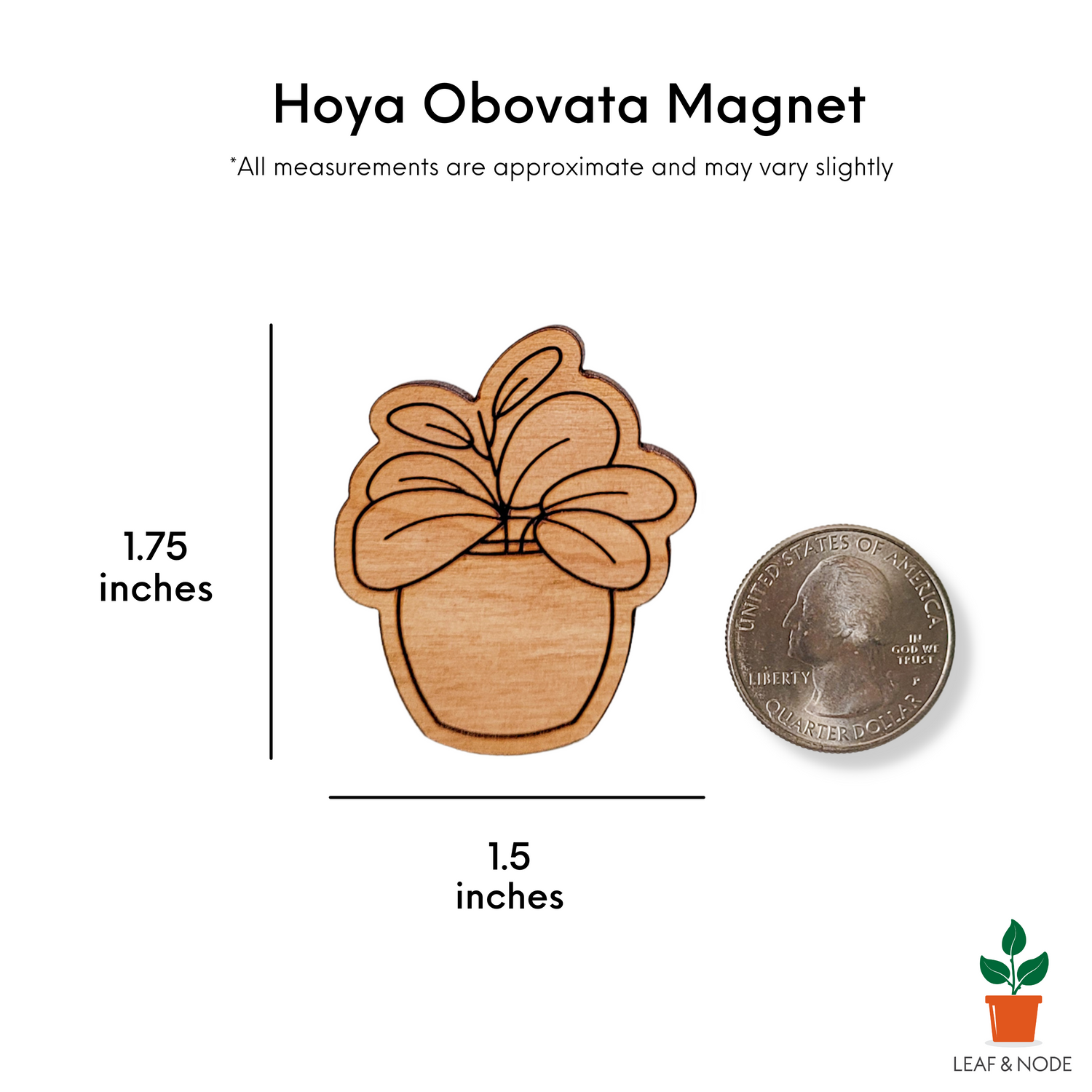 Engraved hoya obovata magnet on white background with size information that matches the written product description.