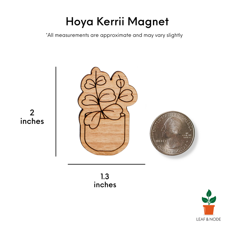 Engraved hoya kerrii magnet on white background with size information that matches the written product description.