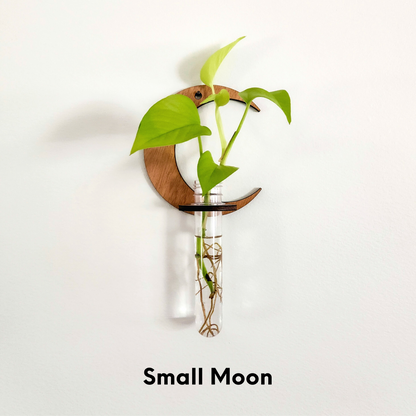 crescent hanging planter Wall Hanging Propagation Station