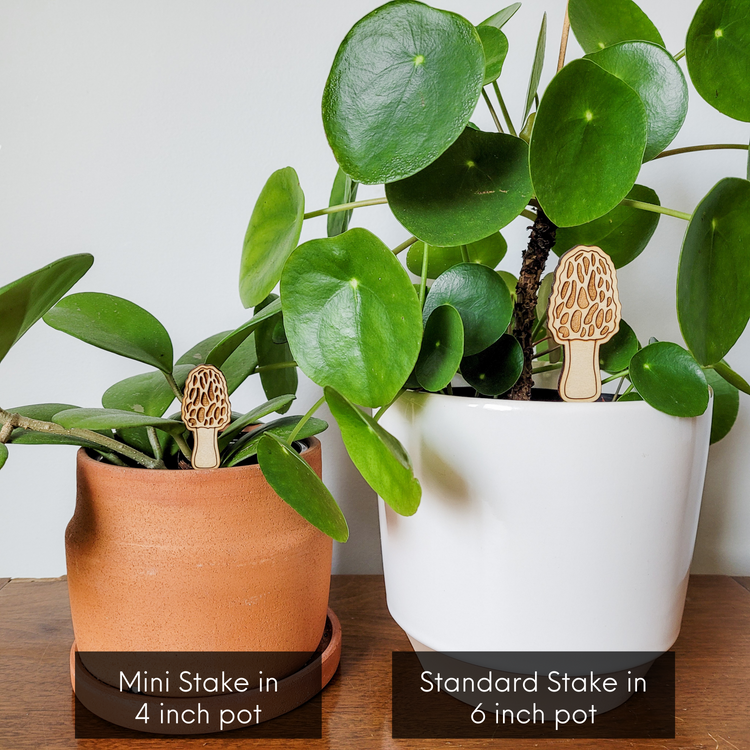 Decorative plant stake accessories featuring a morel mushroom engraved in light wood. Both size options shown with houseplants in indoor pots.