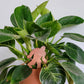 Single standard size wooden bigfoot decorative plant stake displayed in a 6 inch clay pot with a philodendron birkin plant.