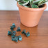 Ten small green plant clips on a wooden tabletop with a clay pot in the background.