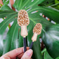 Decorative plant stake accessories featuring a morel mushroom engraved in light wood. Both size options held in hand with monstera leaf in the background.