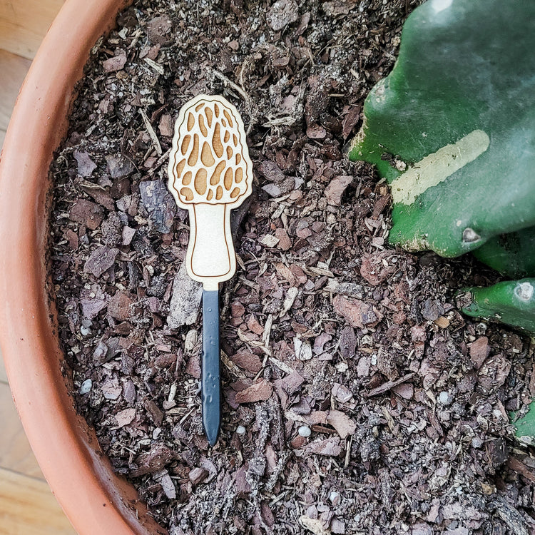Single morel mushroom decorative plant stake laying on top of the soil in a clay pot containing a cactus.
