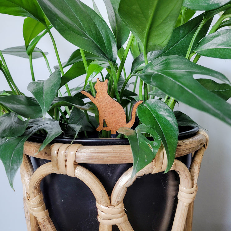 Single cat decorative plant stake displayed in a 6 inch black pot with a baltic blue pothos plant.