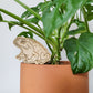 Single standard size toad decorative plant stake displayed in a 5 inch pot with a monstera adansonii plant.