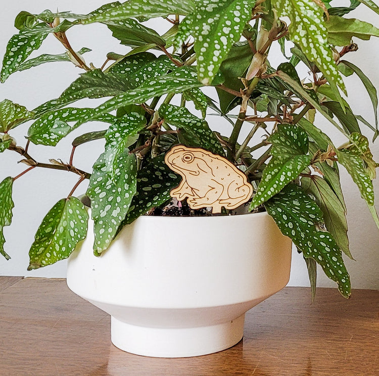 Single mini toad decorative plant stake displayed in a 4 inch white pot with a begonia plant.