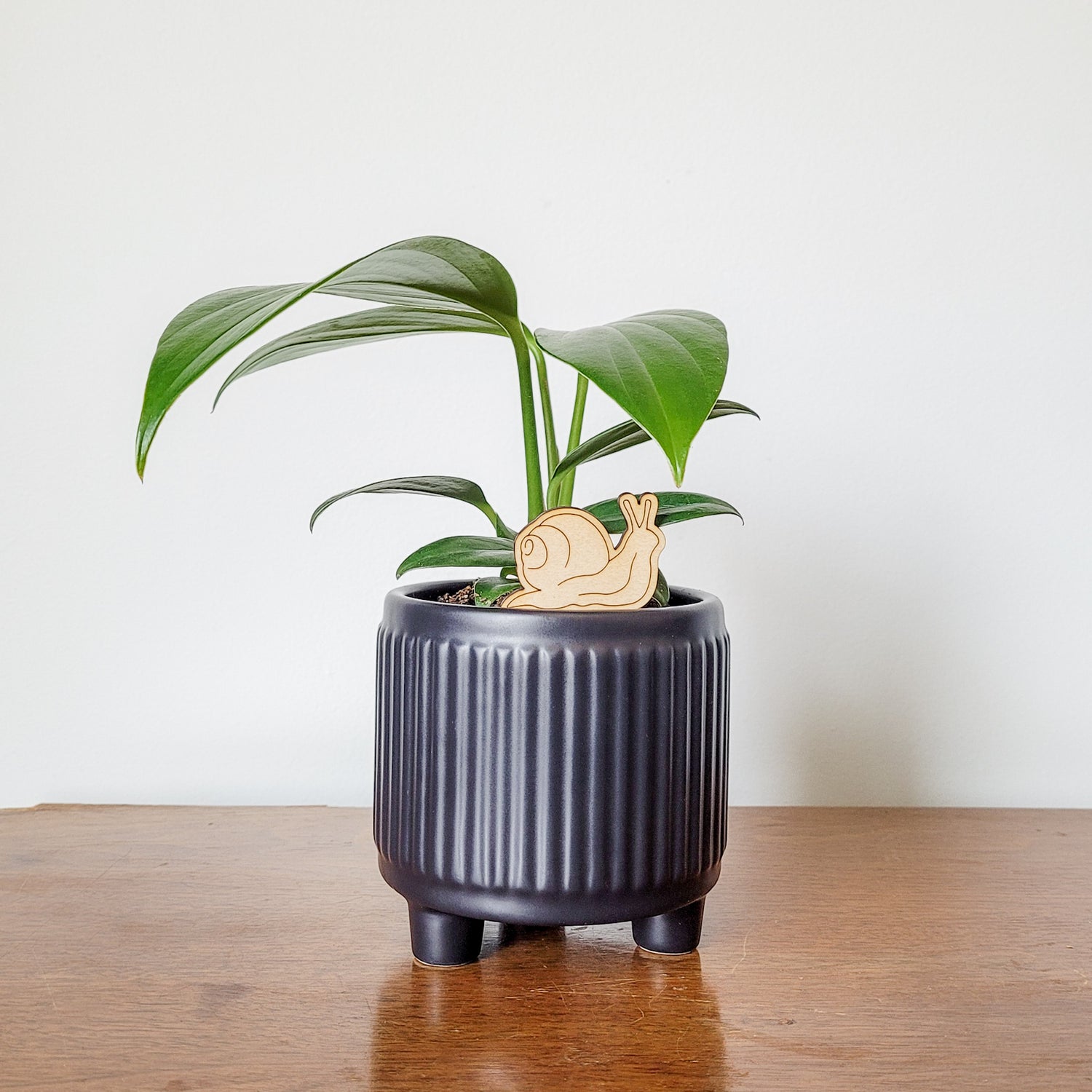 Single mini snail decorative plant stake displayed in a 3 inch black pot with a dragon tail plant.