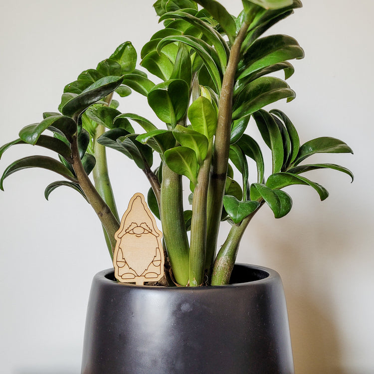 Single standard gnome decorative plant stake displayed in a black 6 inch pot with a ZZ plant.