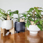 Gnome, snail, and toad decorative plant stakes displayed in three different 3-4 inch indoor pots containing small houseplants.