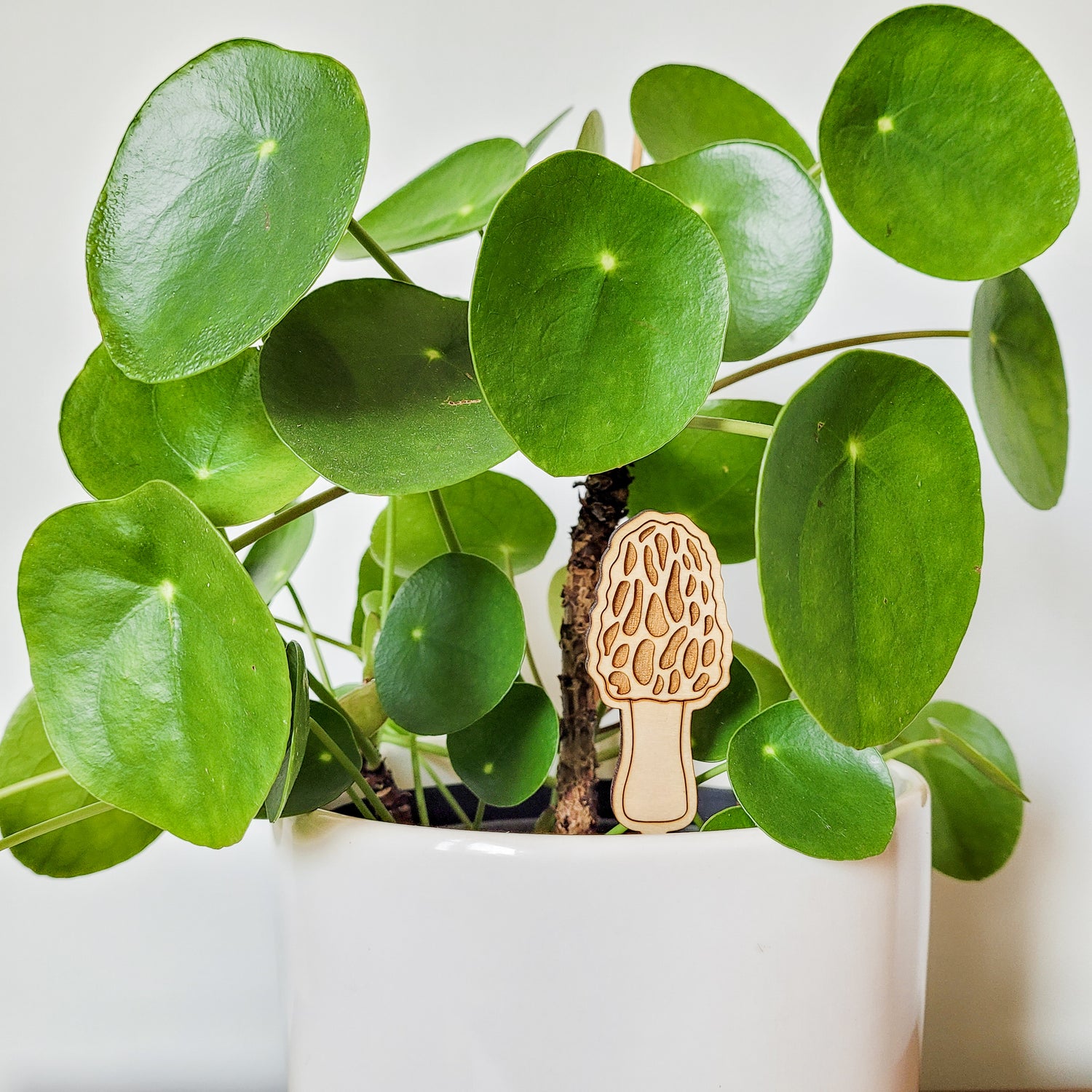 Single standard morel mushroom decorative plant stake displayed in a white 6 inch pot with a pilea plant.
