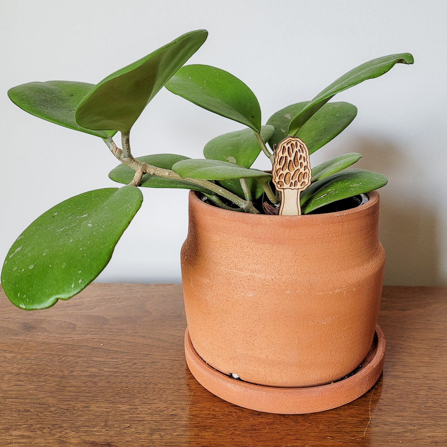 Single mini morel mushroom decorative plant stake displayed in a 4 inch clay pot with a hoya obovata plant.