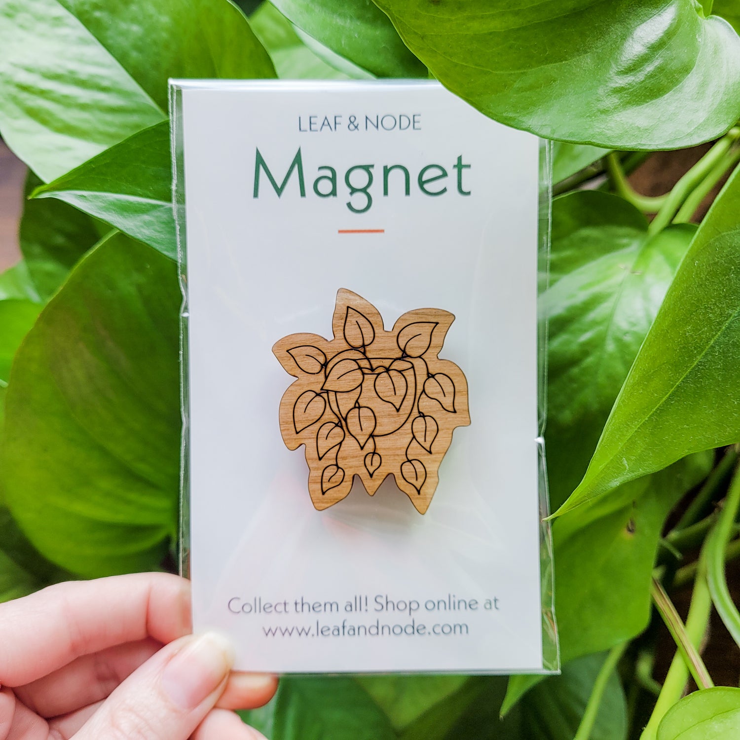 Handcrafted magnet featuring a pothos or heartleaf philodendron plant engraved in cherry wood held against a plant in product packaging.