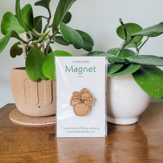 Handcrafted magnet featuring a hoya obovata engraved in cherry wood in product packaging sitting on an end table with two houseplants.
