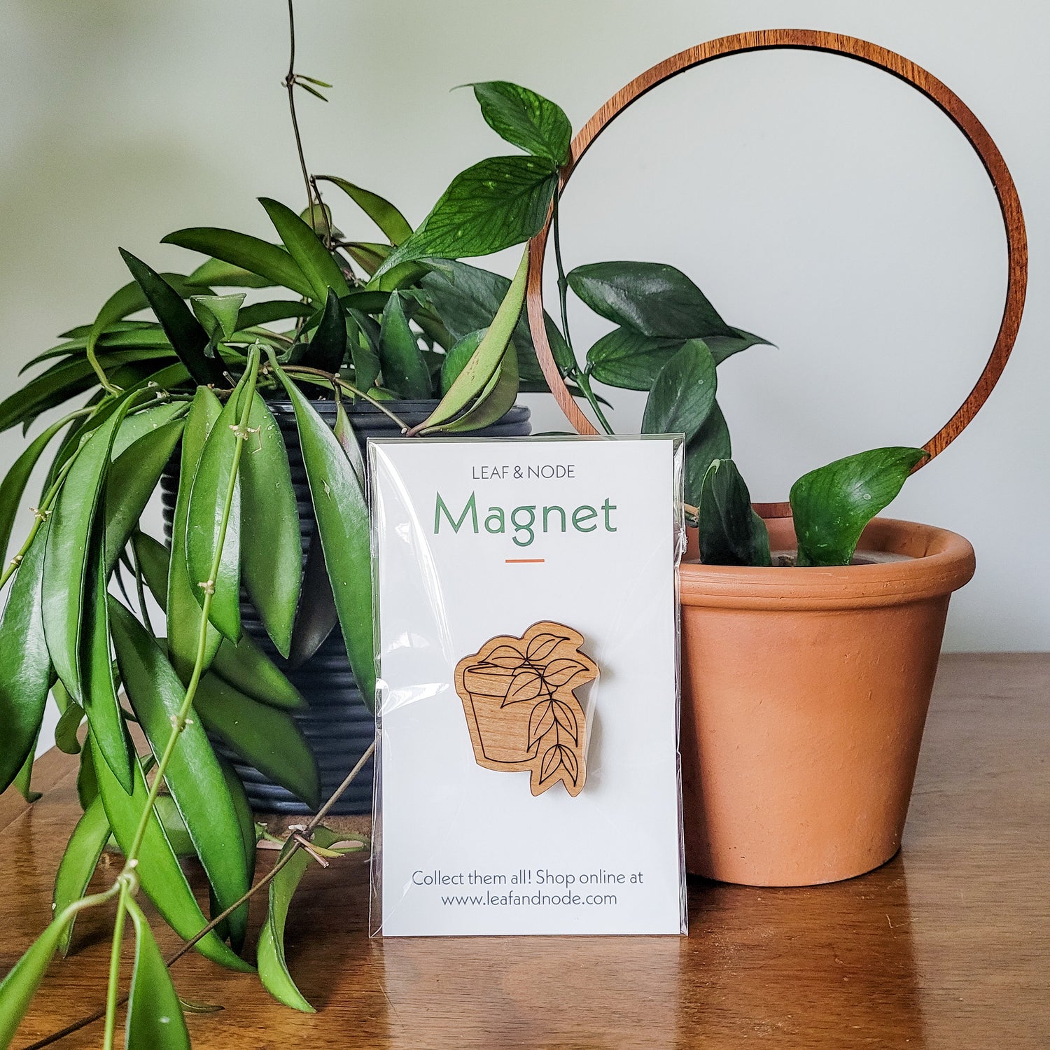 Handcrafted magnet featuring a hoya polyneura engraved in cherry wood in product packaging sitting on an end table with two houseplants.