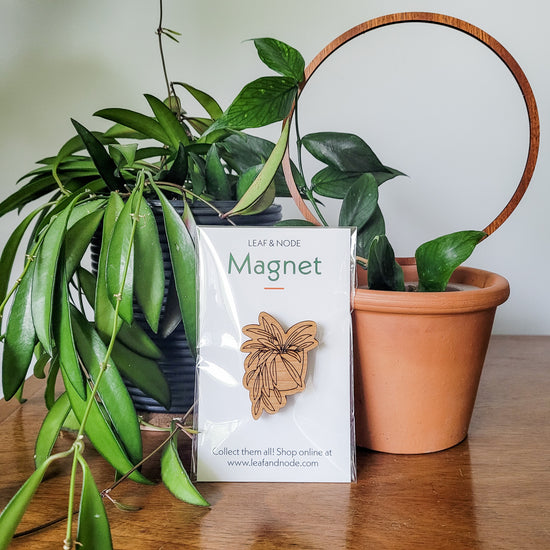 Handcrafted magnet featuring a hoya wayetii engraved in cherry wood in product packaging sitting on an end table with two houseplants.