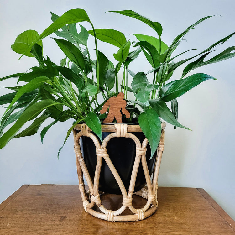 Single standard size wooden bigfoot decorative plant stake displayed in a 6 inch black pot with a baltic blue pothos plant.