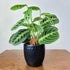 Single mini size wooden bigfoot decorative plant stake displayed in a 4 inch black pot with a prayer plant.