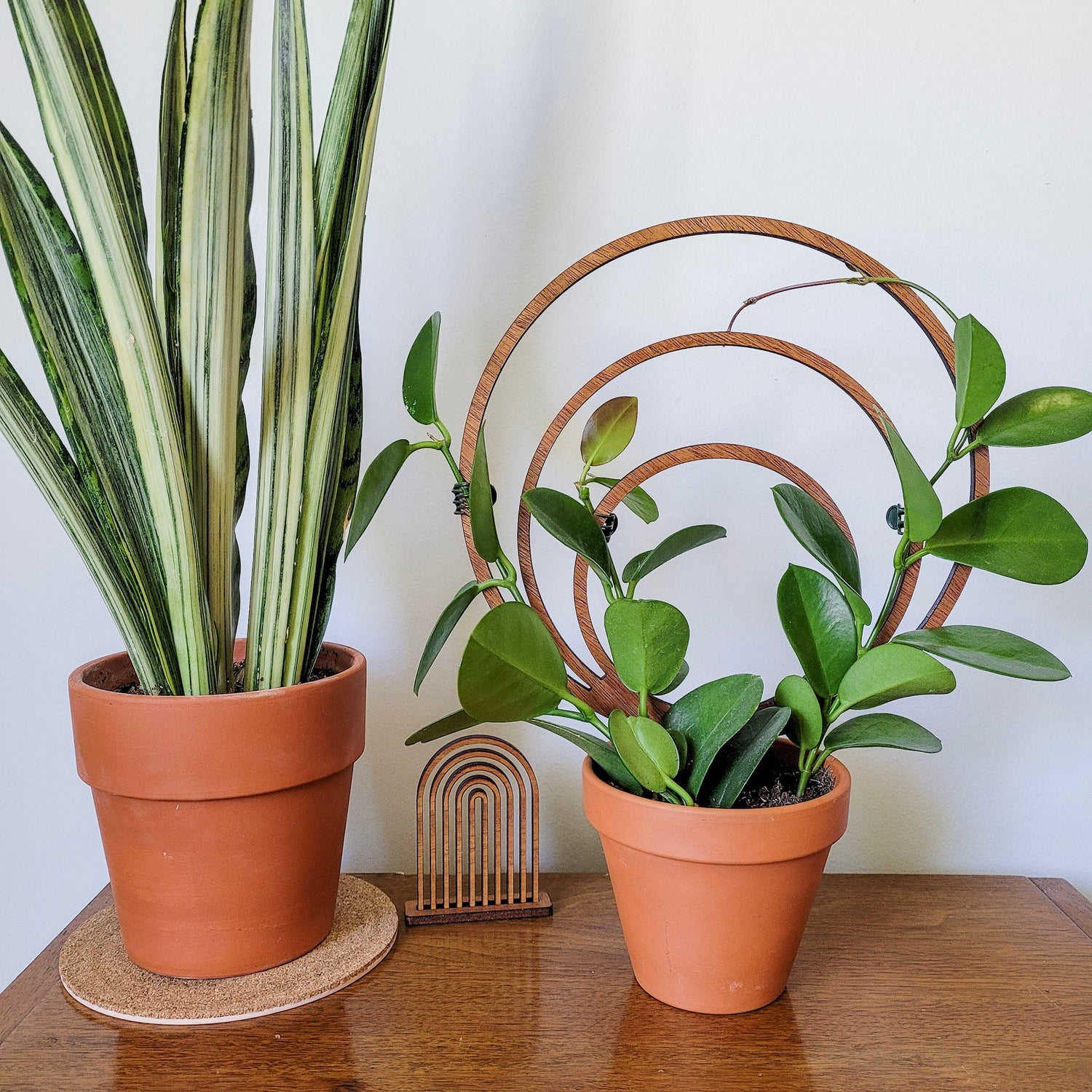 indoor plant with big round leaves Round Circle Indoor Plant Trellis - Triple Hoop
