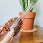 Hand holding a wooden monstera leaf stand with a clear test tube for size perspective with a snake plant in a clay pot in the background.