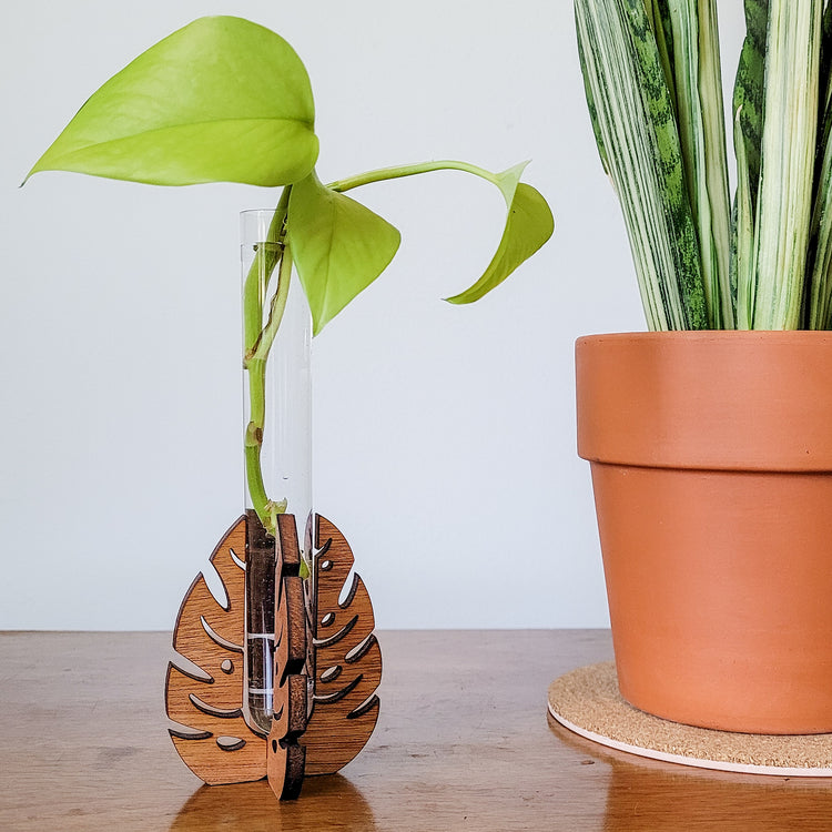 Wooden monstera leaf stand holding a clear test tube with water and a pothos plant cutting. Sitting on an end table with a snake plant in a clay pot.
