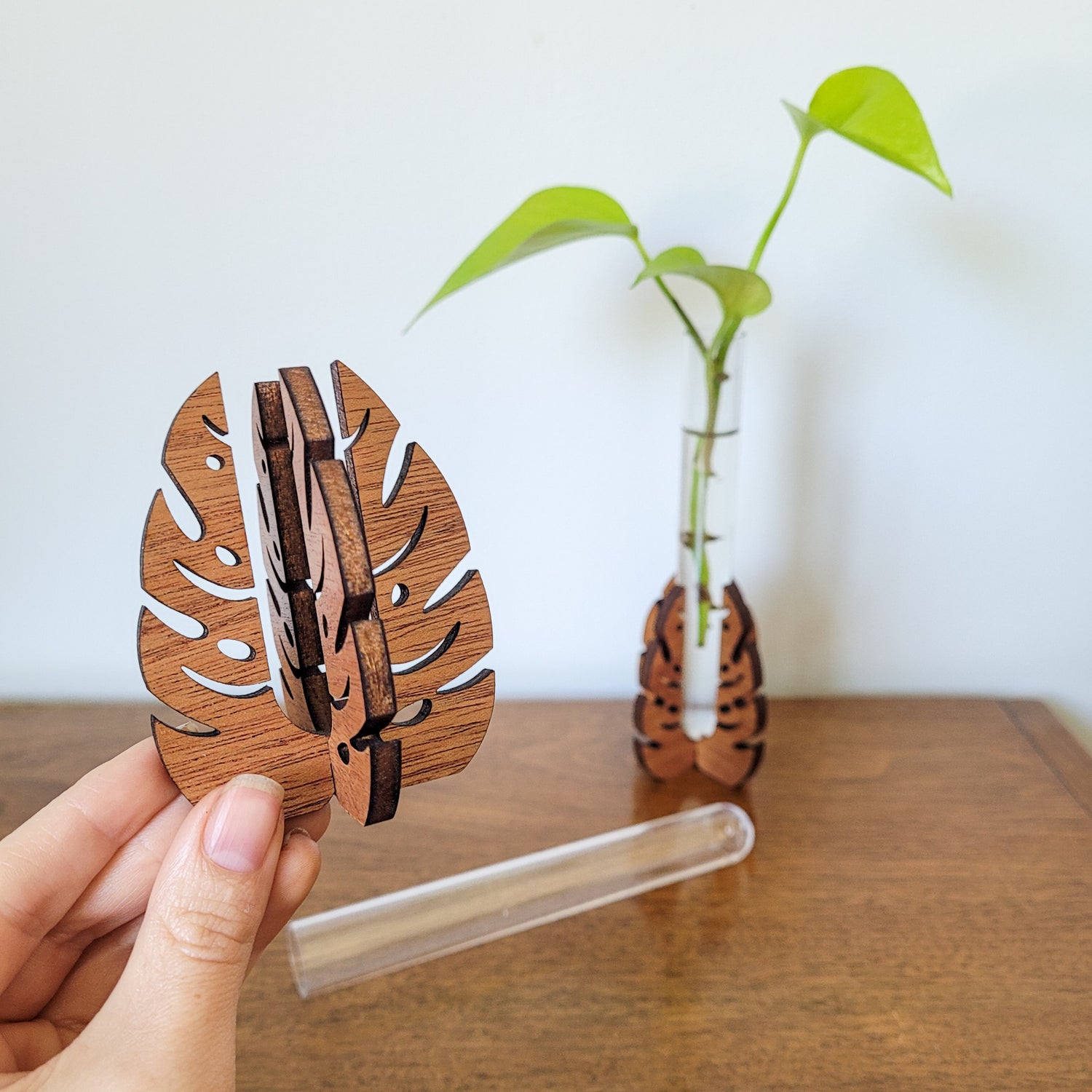 monstera leaf cutting Monstera Leaf