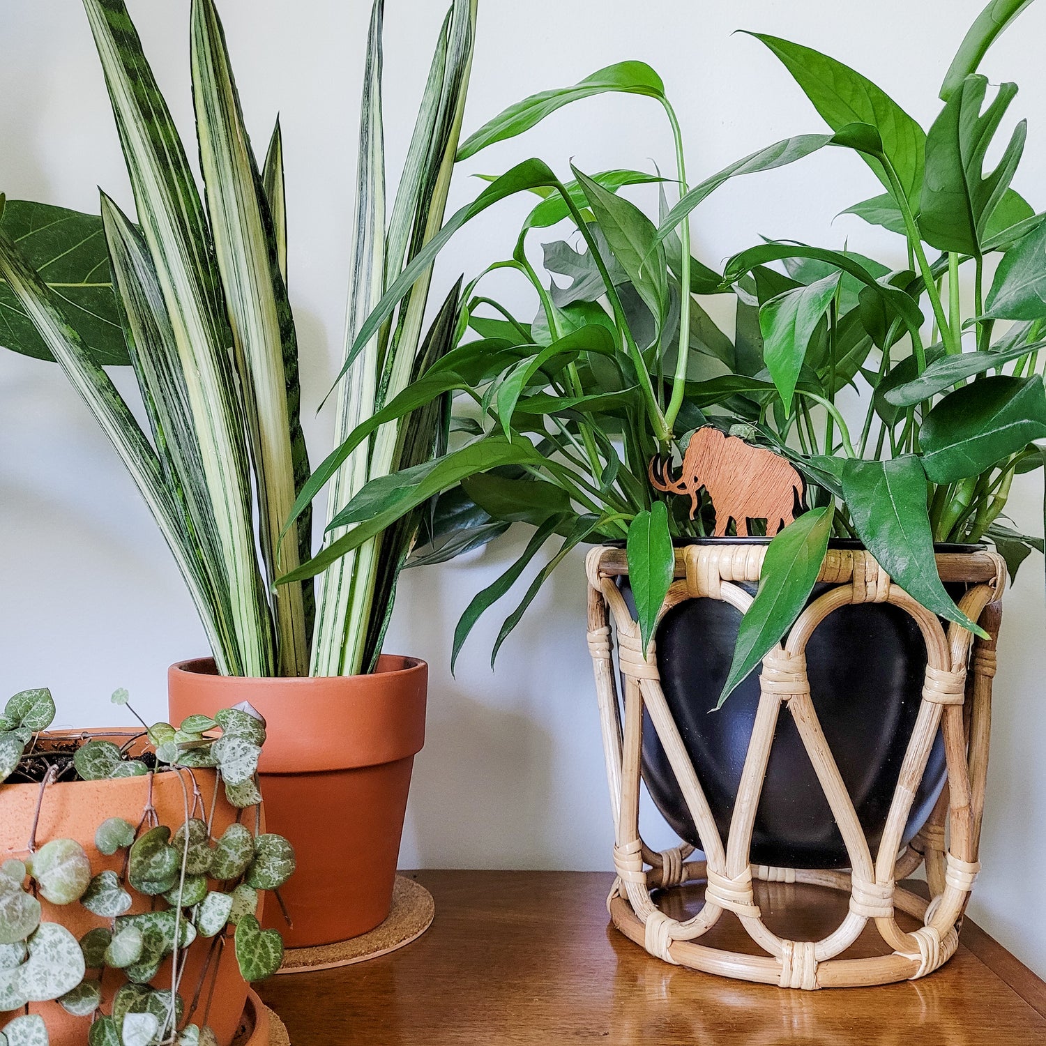 indoor plants for side table Woolly Mammoth Indoor Plant Accessory Stake