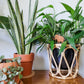 Standard wooden Woolly Mammoth plant stake displayed in 6 inch pot with a houseplant on an end table.