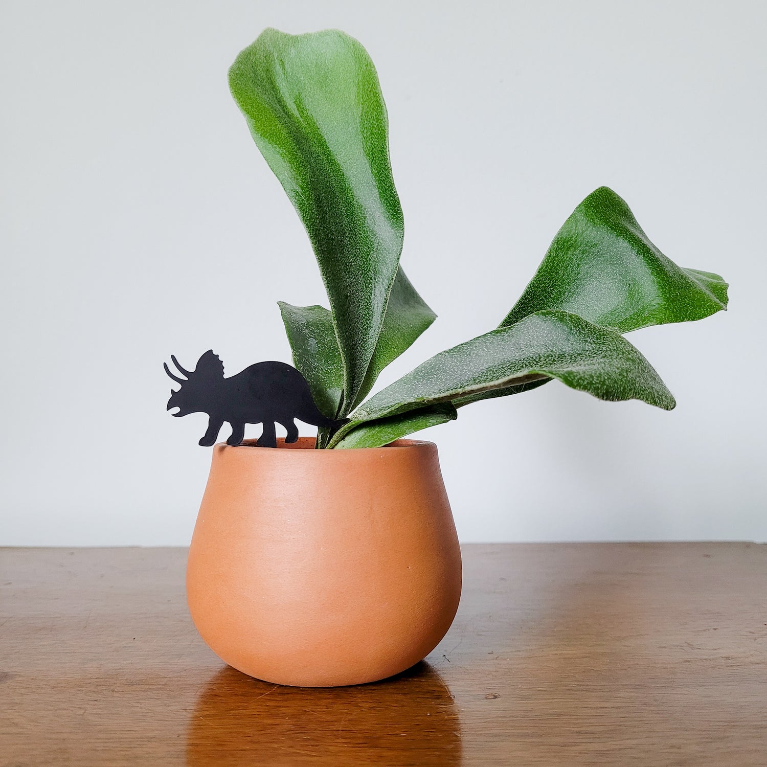 Mini Triceratops plant stake made from black acrylic displayed in 3 inch pot with a houseplant.