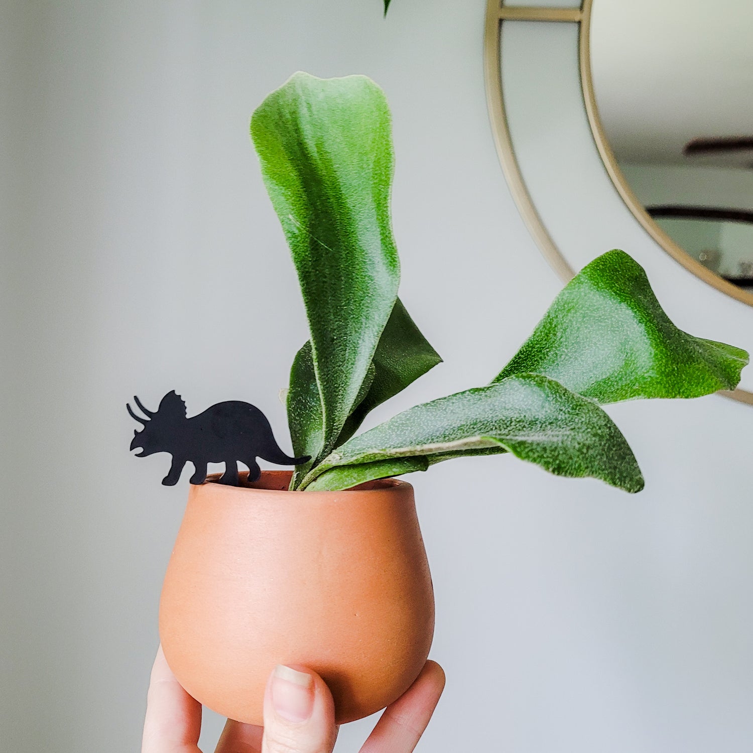 Mini Triceratops plant stake made from black acrylic displayed in 3 inch pot with a houseplant held in hand for size perspective.