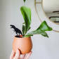 Mini T-Rex plant stake made from black acrylic displayed in 3 inch pot with a houseplant held in hand for size perspective.