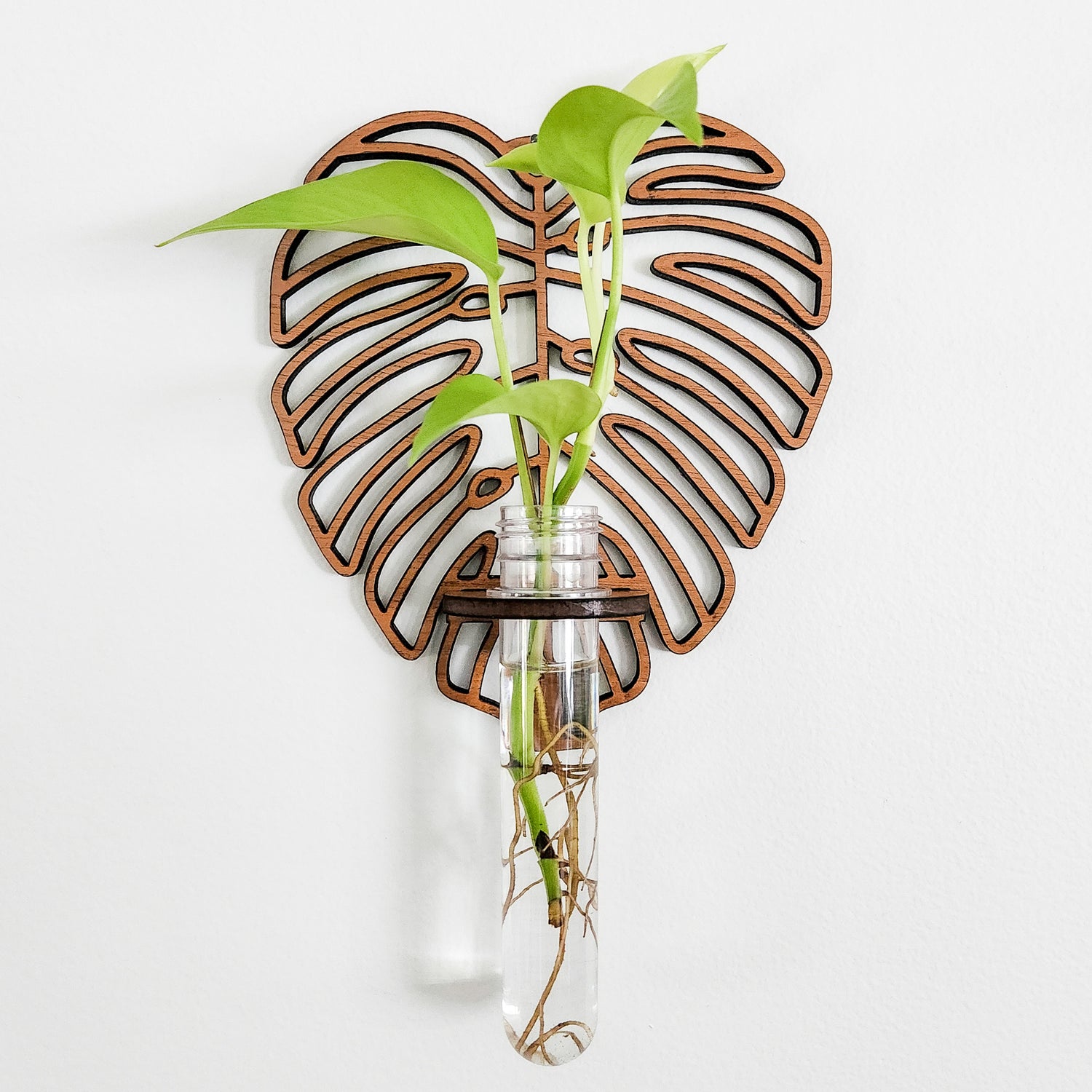 monstera node propagation Wall Hanging Propagation Station