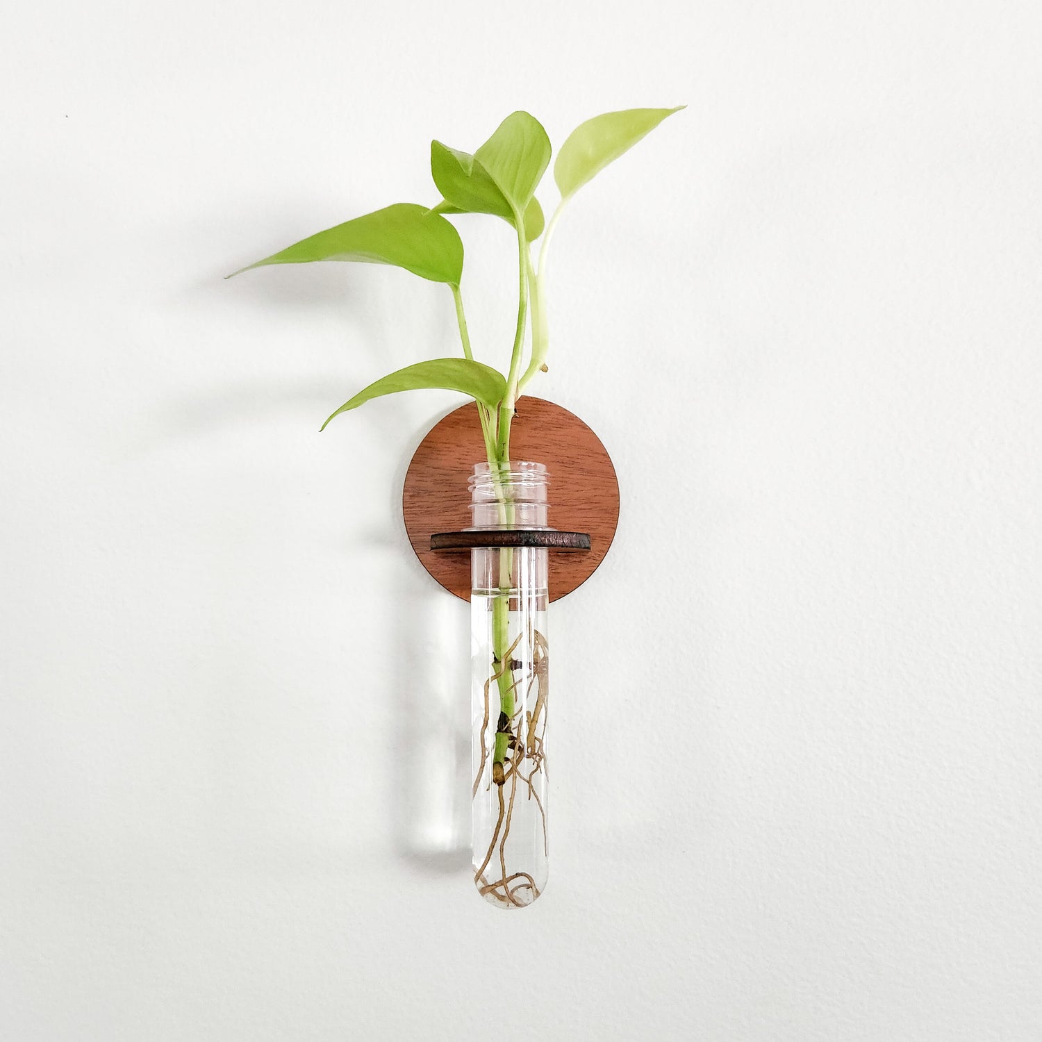 hanging test tube planter Wall Hanging Propagation Station