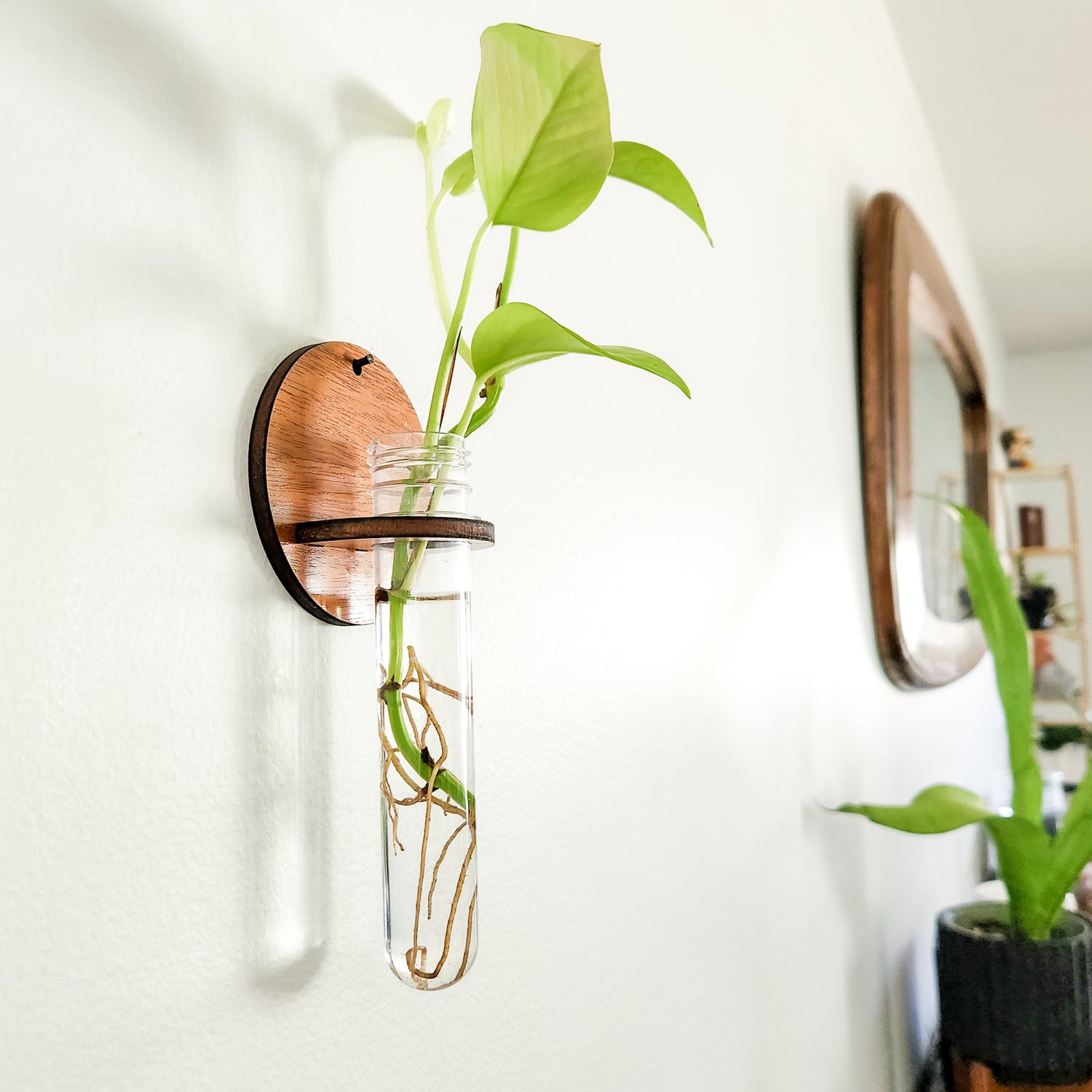 hanging plant cuttings Round Single Test Tube Wall Propagation Station
