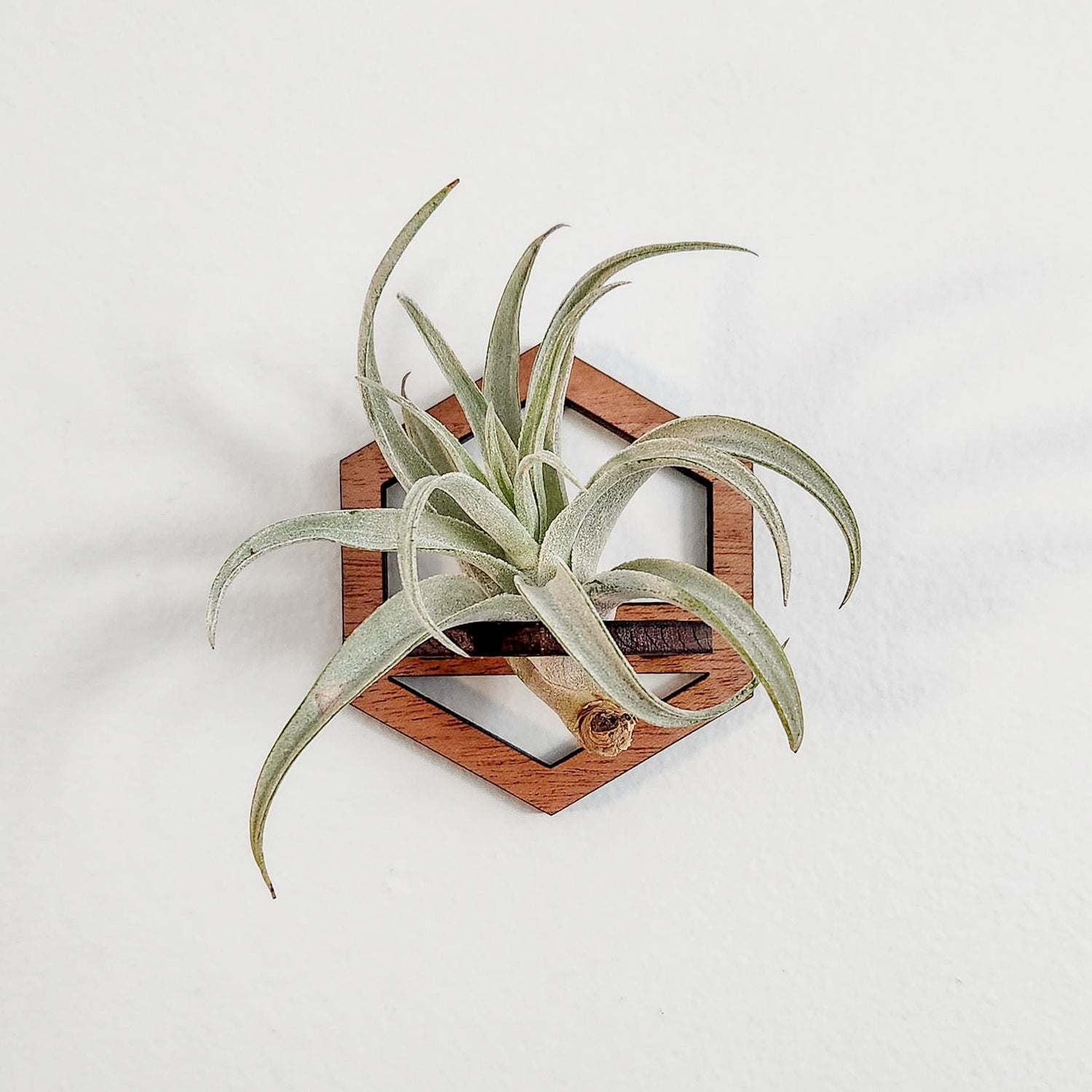 air plant holder bulk Air Plant Holder