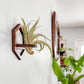 Hexagon Outline Air Plant Holder - Wall Hanger Display