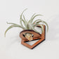 Hexagon Outline Air Plant Holder - Wall Hanger Display