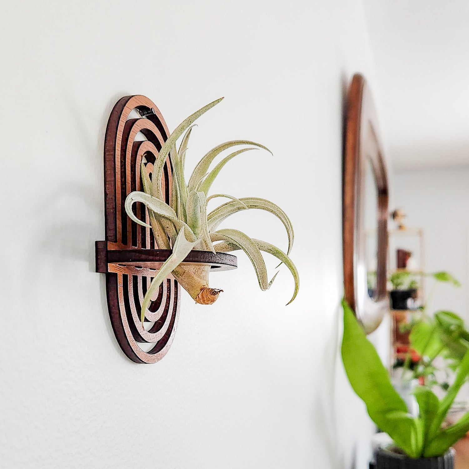 indoor air plant wall Boho Rainbow Air Plant Holder