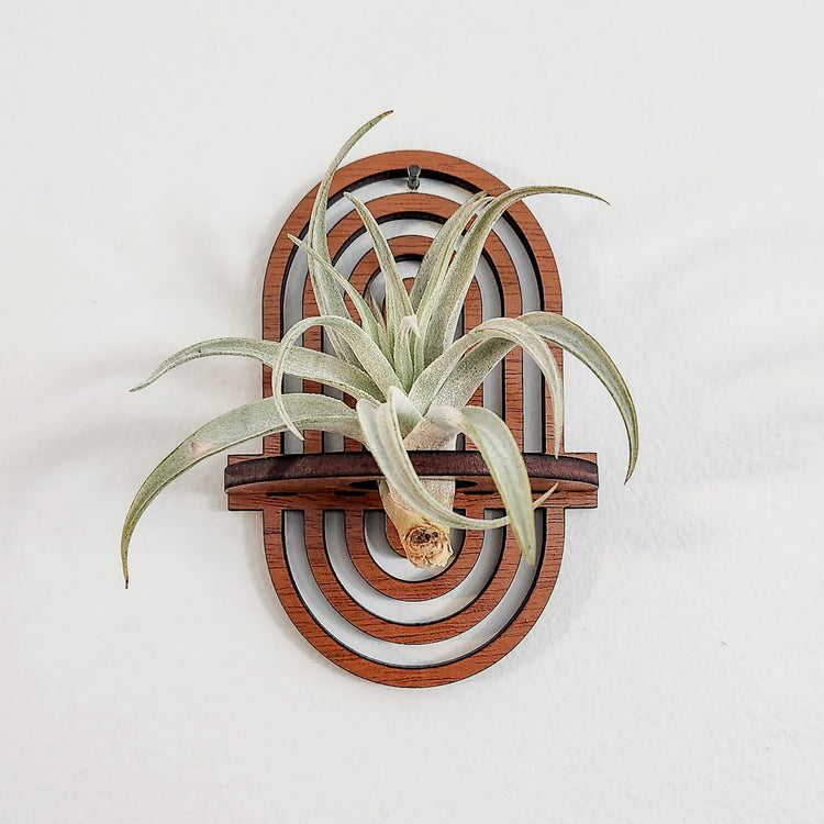 amazon air plant holder Boho Rainbow Air Plant Holder