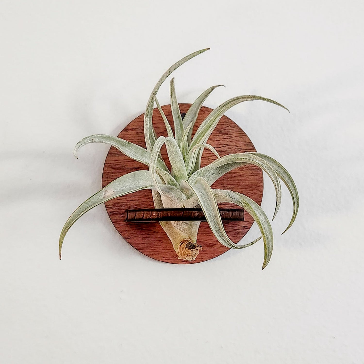air plant wall holder Air Plant Holder