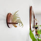 Round Air Plant Holder - Wall Hanger Display