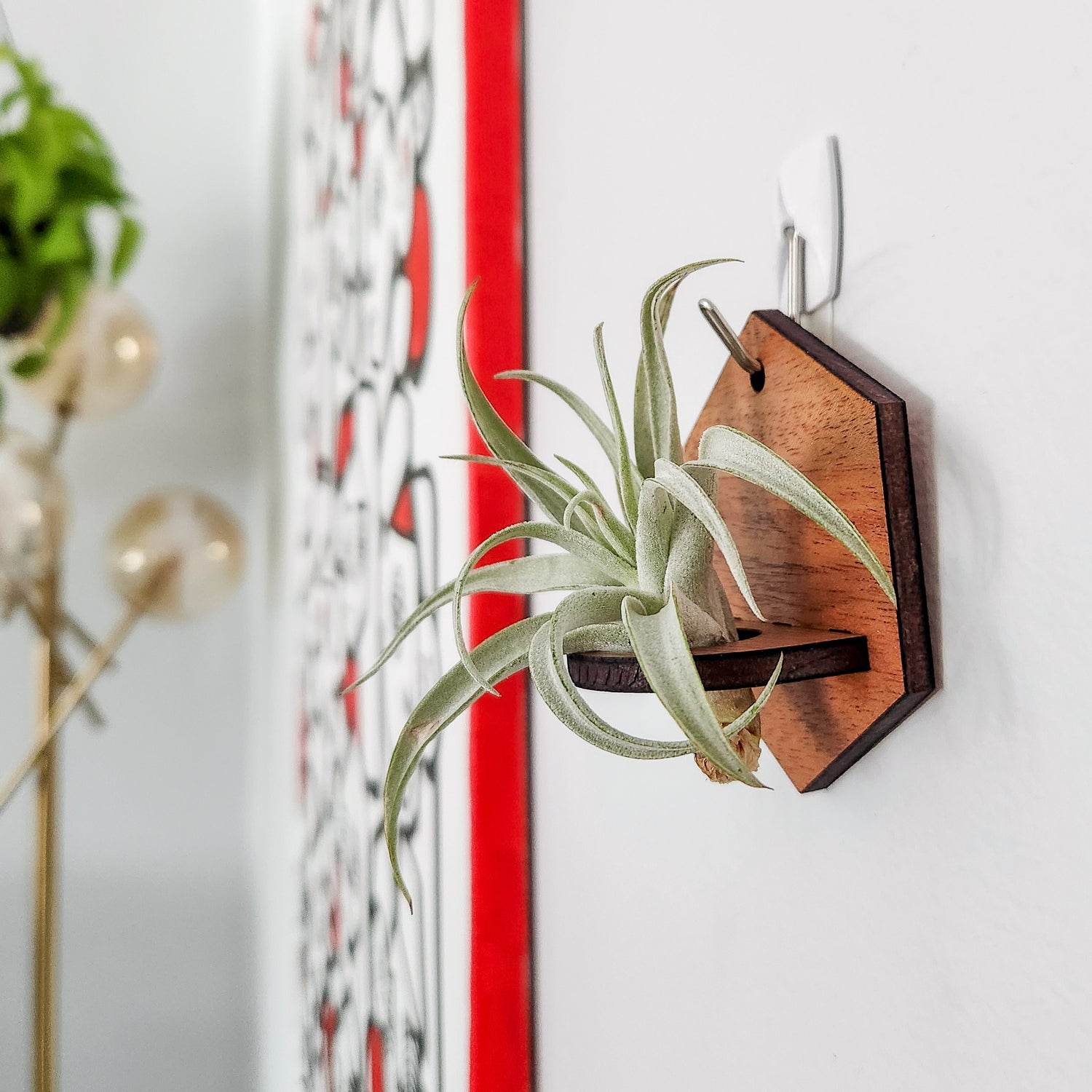 where to buy hanging air plants Air Plant Holder