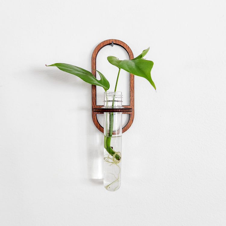 Oval shaped wall hanging test tube propagation station with water holding a monstera plant cutting.