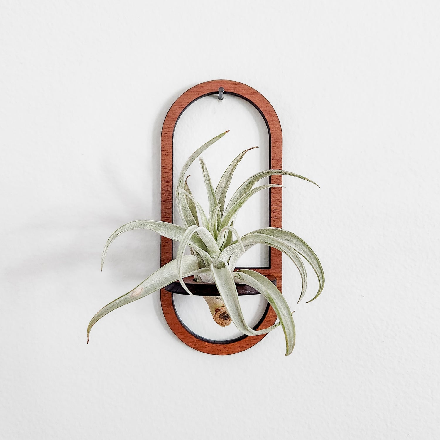 air plant car hanger Air Plant Holder
