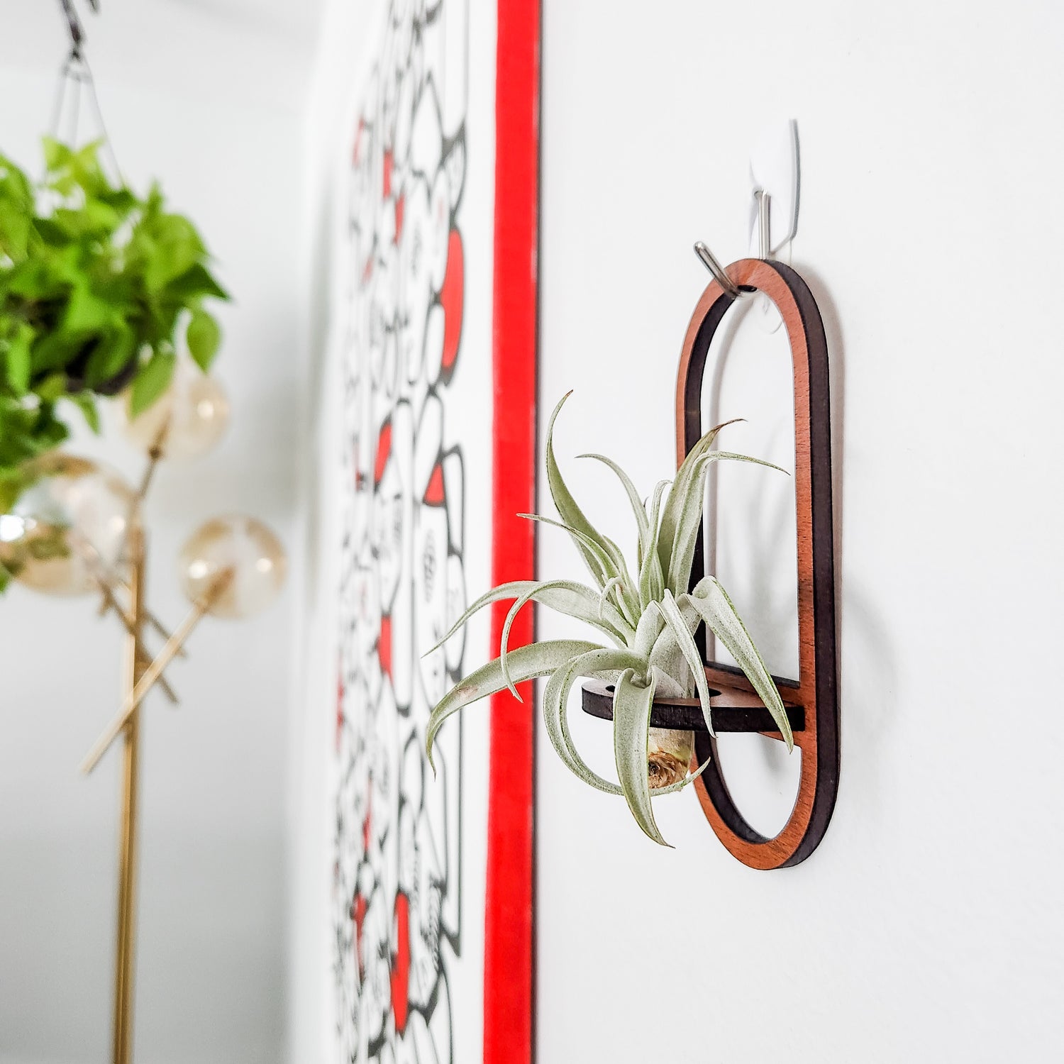 air plant holders amazon Air Plant Holder