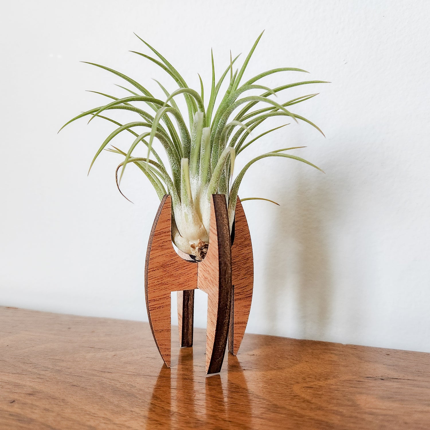 modern air plant holder Air Plant Holder - Wood Desk Stand